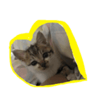 子猫のにゃーむ（個別スタンプ：2）