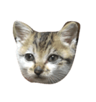 子猫のにゃーむ（個別スタンプ：3）