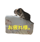 子猫のにゃーむ（個別スタンプ：4）