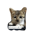 子猫のにゃーむ（個別スタンプ：5）
