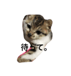 子猫のにゃーむ（個別スタンプ：6）