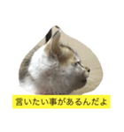 子猫のにゃーむ（個別スタンプ：7）