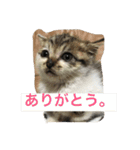 子猫のにゃーむ（個別スタンプ：9）