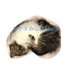 子猫のにゃーむ（個別スタンプ：10）