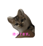 子猫のにゃーむ（個別スタンプ：11）