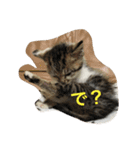 子猫のにゃーむ（個別スタンプ：12）