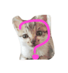 子猫のにゃーむ（個別スタンプ：14）