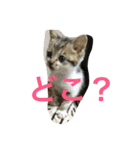 子猫のにゃーむ（個別スタンプ：15）