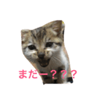 子猫のにゃーむ（個別スタンプ：16）