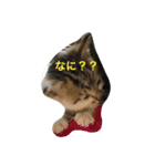 子猫のにゃーむ（個別スタンプ：19）