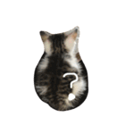 子猫のにゃーむ（個別スタンプ：20）