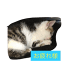 子猫のにゃーむ（個別スタンプ：21）