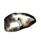 子猫のにゃーむ（個別スタンプ：22）