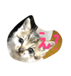 子猫のにゃーむ（個別スタンプ：23）