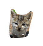 子猫のにゃーむ（個別スタンプ：24）