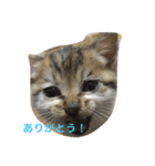 子猫のにゃーむ（個別スタンプ：25）