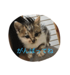 子猫のにゃーむ（個別スタンプ：26）