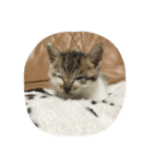 子猫のにゃーむ（個別スタンプ：28）