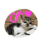 子猫のにゃーむ（個別スタンプ：29）