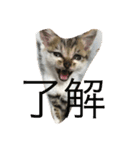 子猫のにゃーむ（個別スタンプ：31）