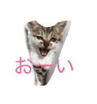 子猫のにゃーむ（個別スタンプ：32）