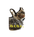 子猫のにゃーむ（個別スタンプ：33）
