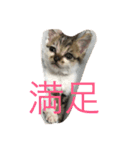 子猫のにゃーむ（個別スタンプ：34）