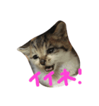 子猫のにゃーむ（個別スタンプ：35）