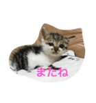 子猫のにゃーむ（個別スタンプ：37）