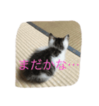 子猫のにゃーむ（個別スタンプ：38）