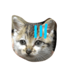 子猫のにゃーむ（個別スタンプ：39）