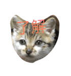 子猫のにゃーむ（個別スタンプ：40）