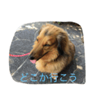 ダックス レン（個別スタンプ：8）