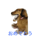ダックス レン（個別スタンプ：12）
