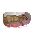 ダックス レン（個別スタンプ：14）