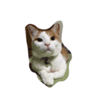 ネーコ（個別スタンプ：5）
