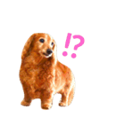 M.ダックス クリームのひとこと2（個別スタンプ：2）