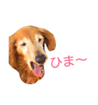 M.ダックス クリームのひとこと2（個別スタンプ：10）