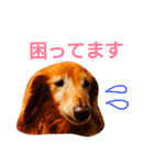 M.ダックス クリームのひとこと2（個別スタンプ：11）