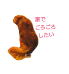 M.ダックス クリームのひとこと2（個別スタンプ：12）