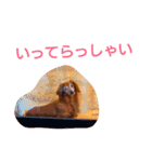 M.ダックス クリームのひとこと2（個別スタンプ：13）