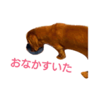 M.ダックス クリームのひとこと2（個別スタンプ：15）