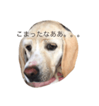 なつ。（個別スタンプ：6）