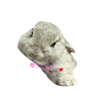 ヤングもみたん（個別スタンプ：1）