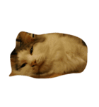 猫のグレイ君（個別スタンプ：1）