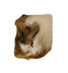 猫のグレイ君（個別スタンプ：2）