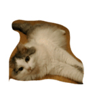 猫のグレイ君（個別スタンプ：3）