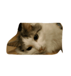 猫のグレイ君（個別スタンプ：4）