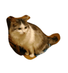 猫のグレイ君（個別スタンプ：5）