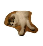 猫のグレイ君（個別スタンプ：6）